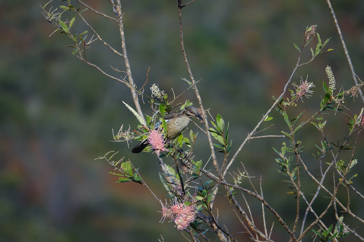 New Caledonian Friarbird - ML399489701