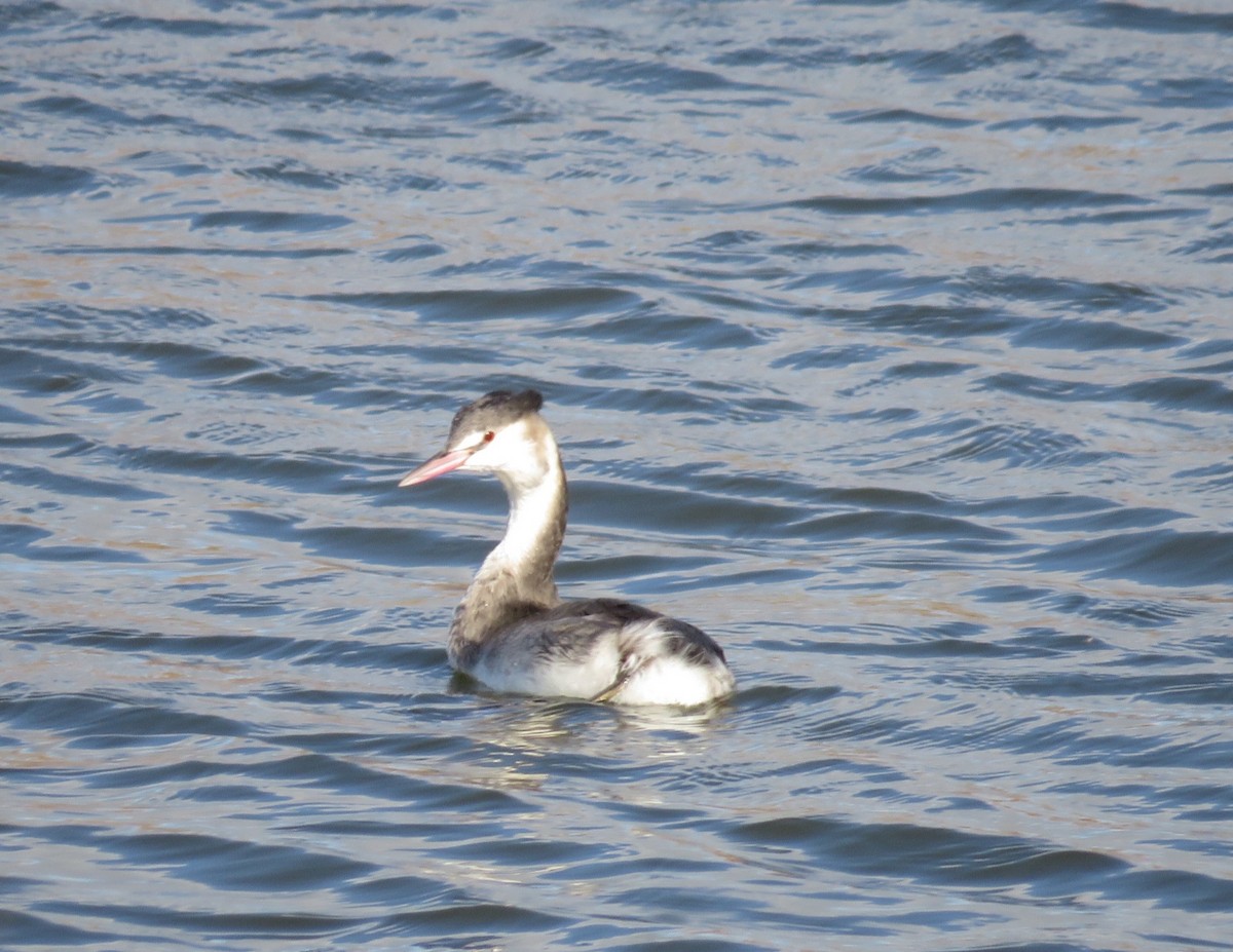 Great Crested Grebe - C G E