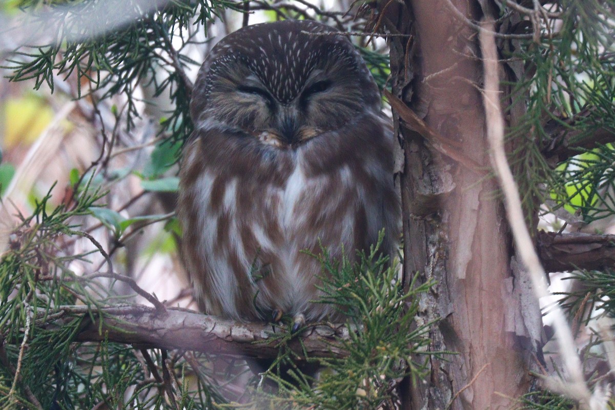 Northern Saw-whet Owl - Chris Daly