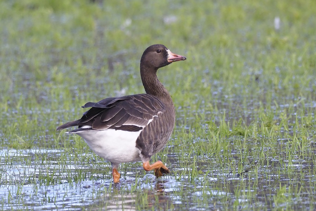 Greater White-fronted Goose - ML399495201