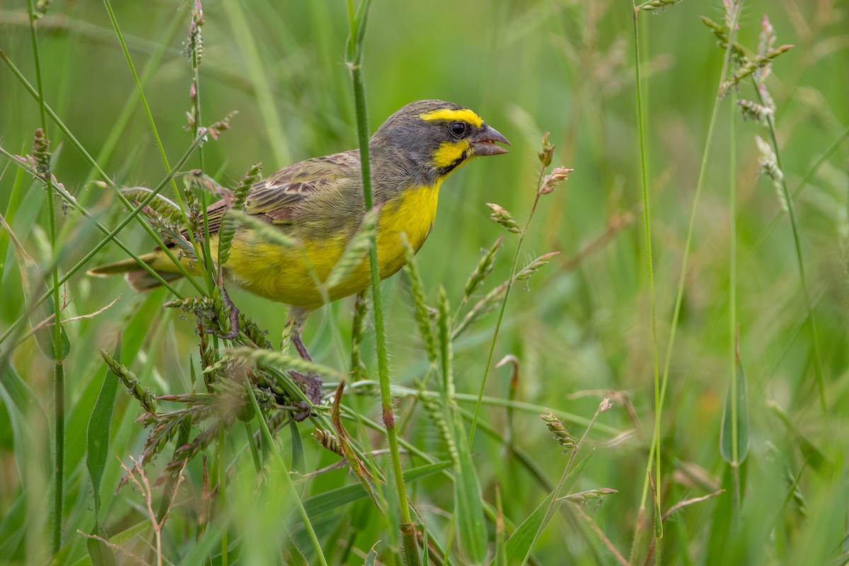 Yellow-fronted Canary - ML399498931