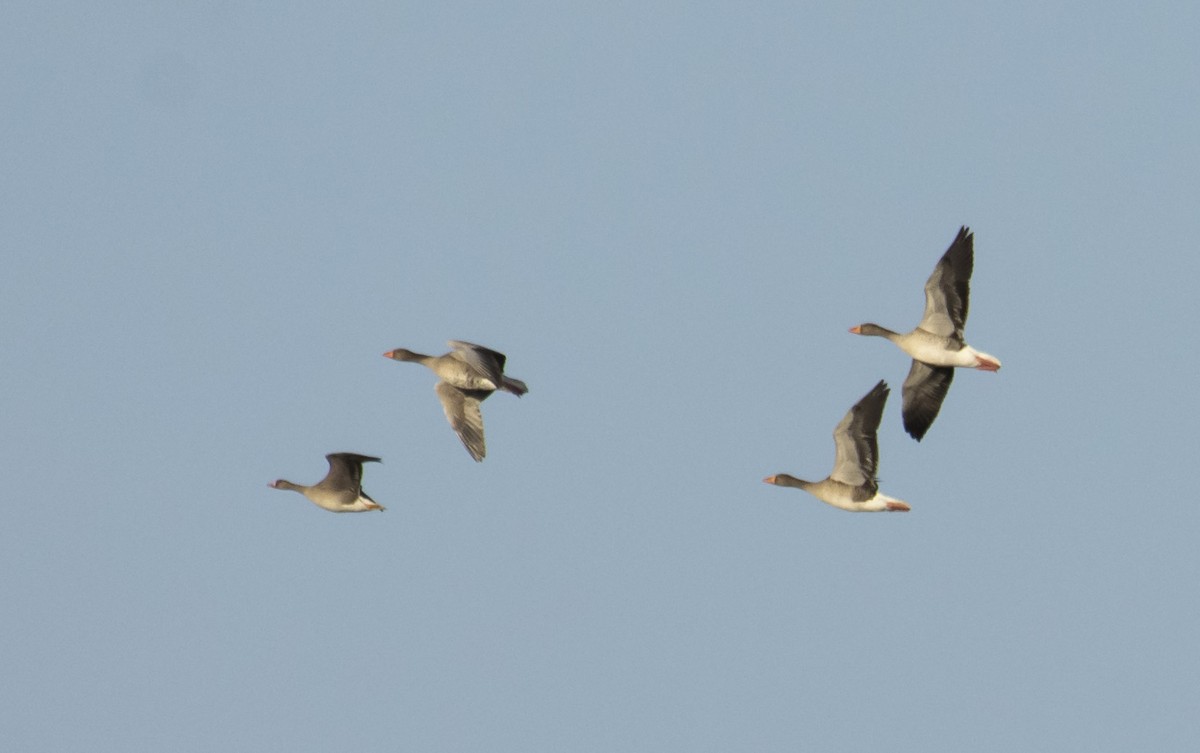 Greater White-fronted Goose - ML399501351
