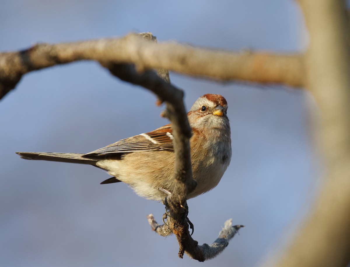 American Tree Sparrow - ML399502151