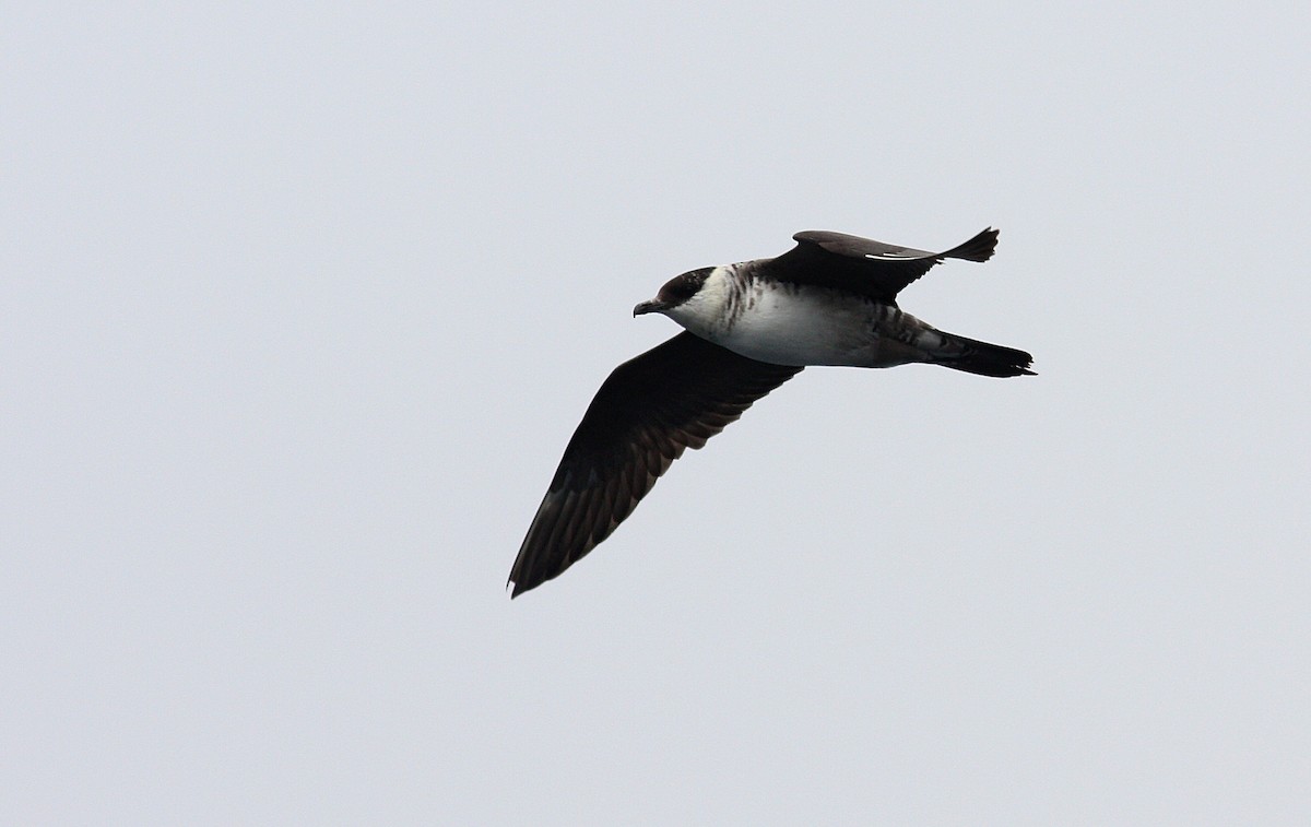 Long-tailed Jaeger - ML399502891