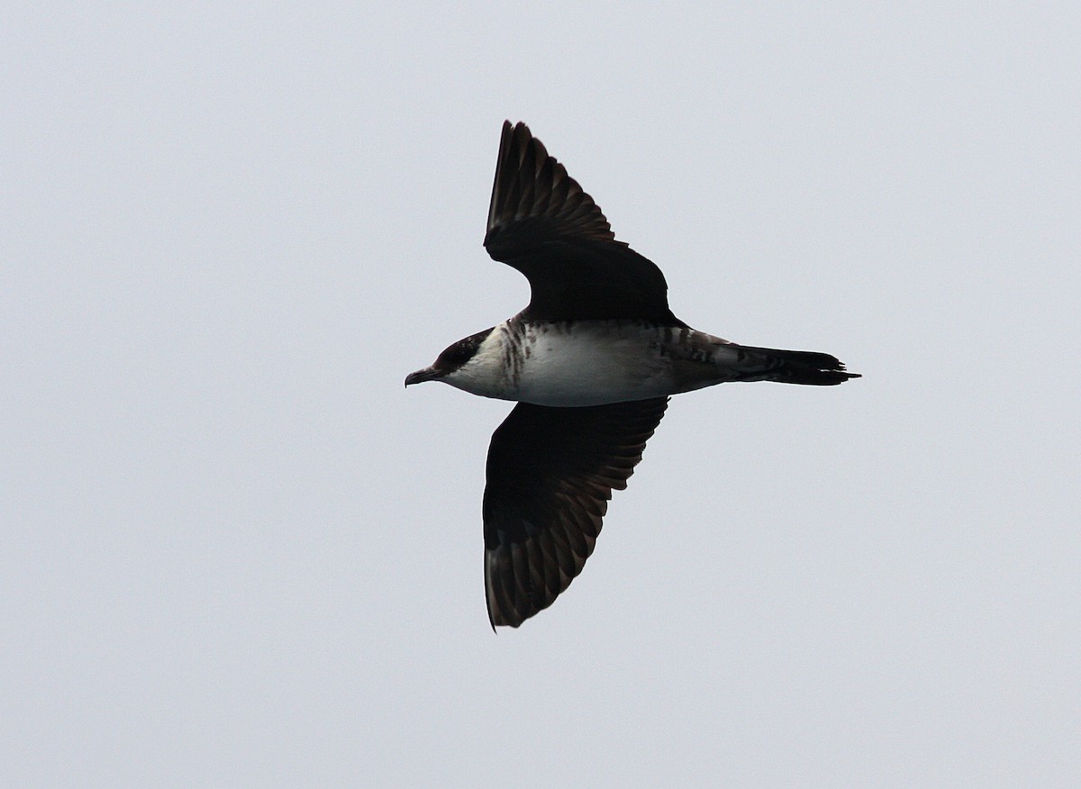 Long-tailed Jaeger - ML399502921