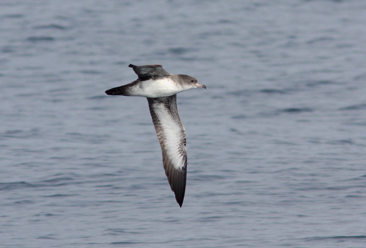 Pink-footed Shearwater - ML399503791