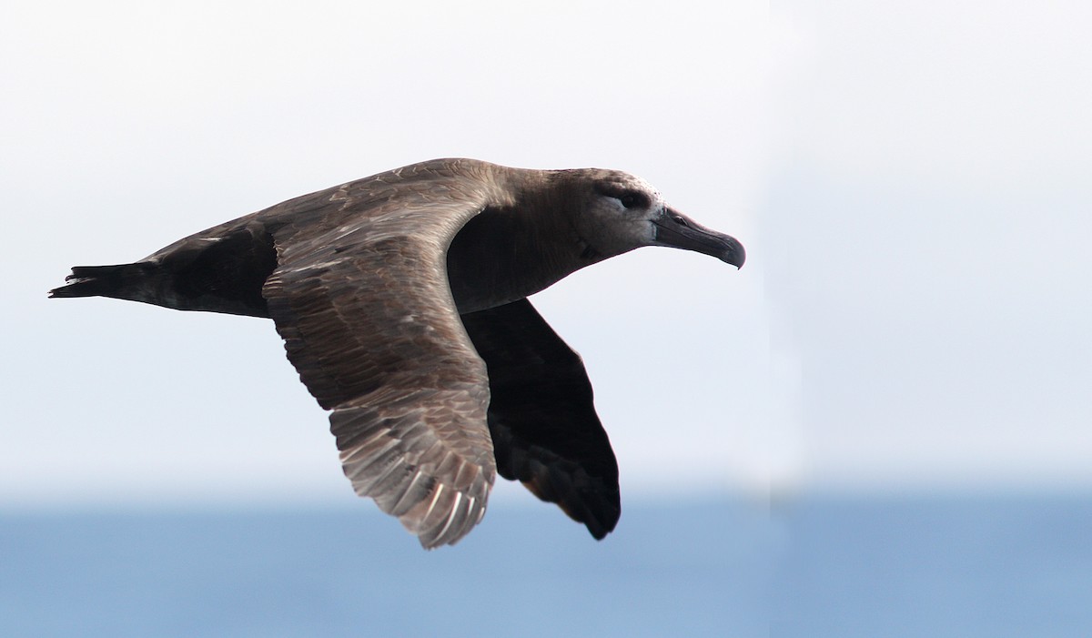 Black-footed Albatross - ML399504011