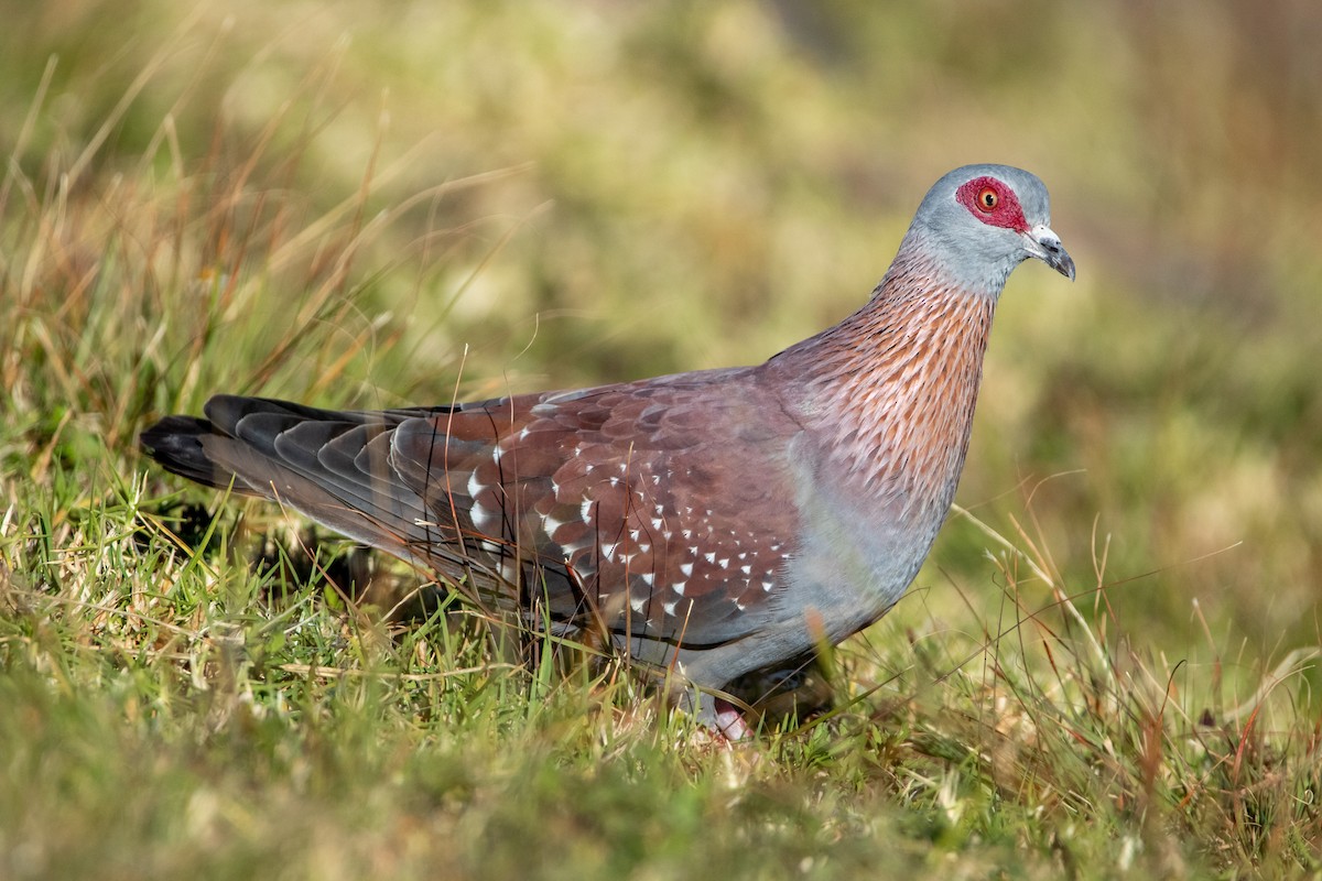Speckled Pigeon - ML399504831