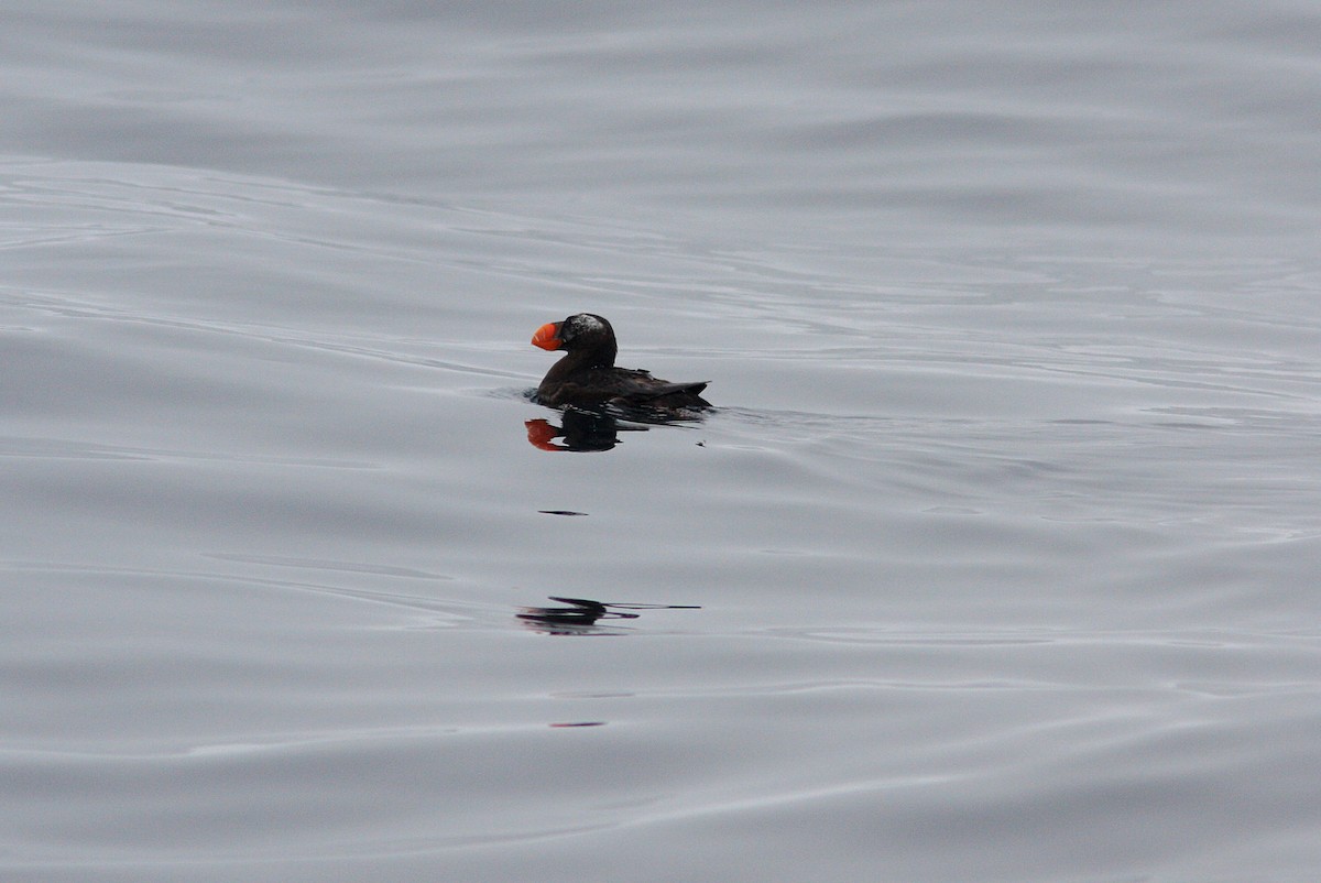 Tufted Puffin - ML399505021