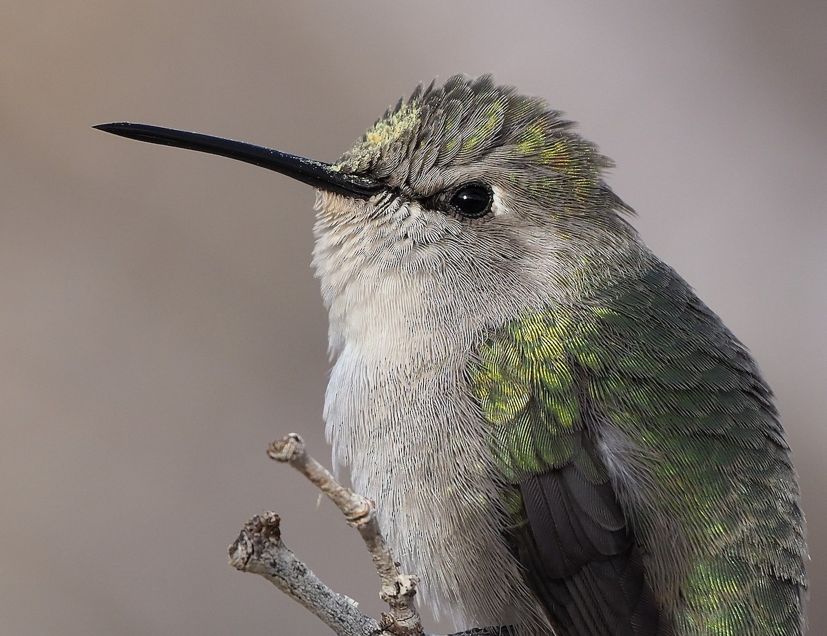 Costa's Hummingbird - Aidan Brubaker