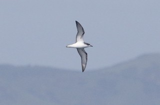  - Pycroft's Petrel