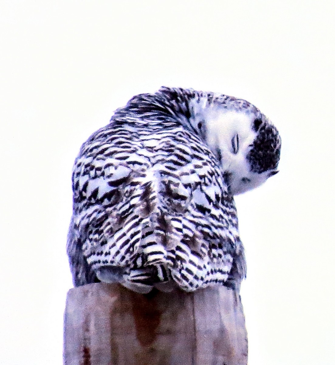 Snowy Owl - ML399512471