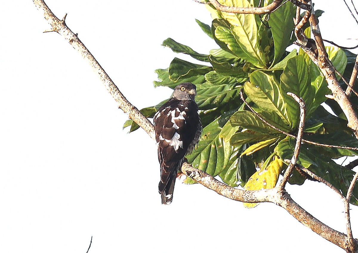 African Cuckoo-Hawk - Wayne Paes