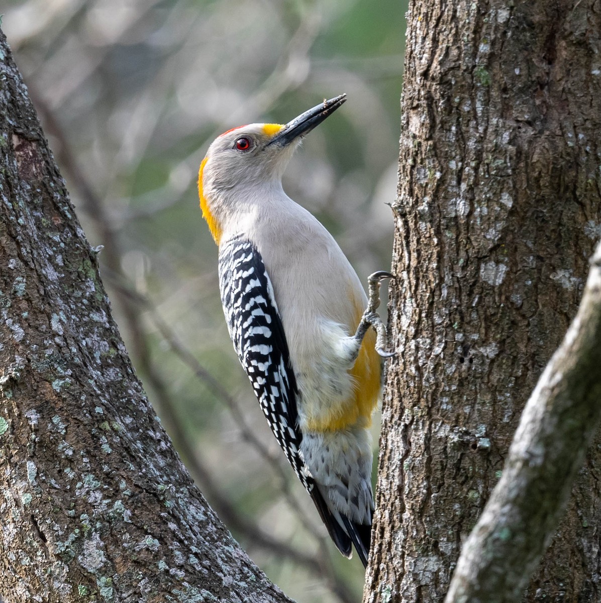 Golden-fronted Woodpecker - Chris Bick