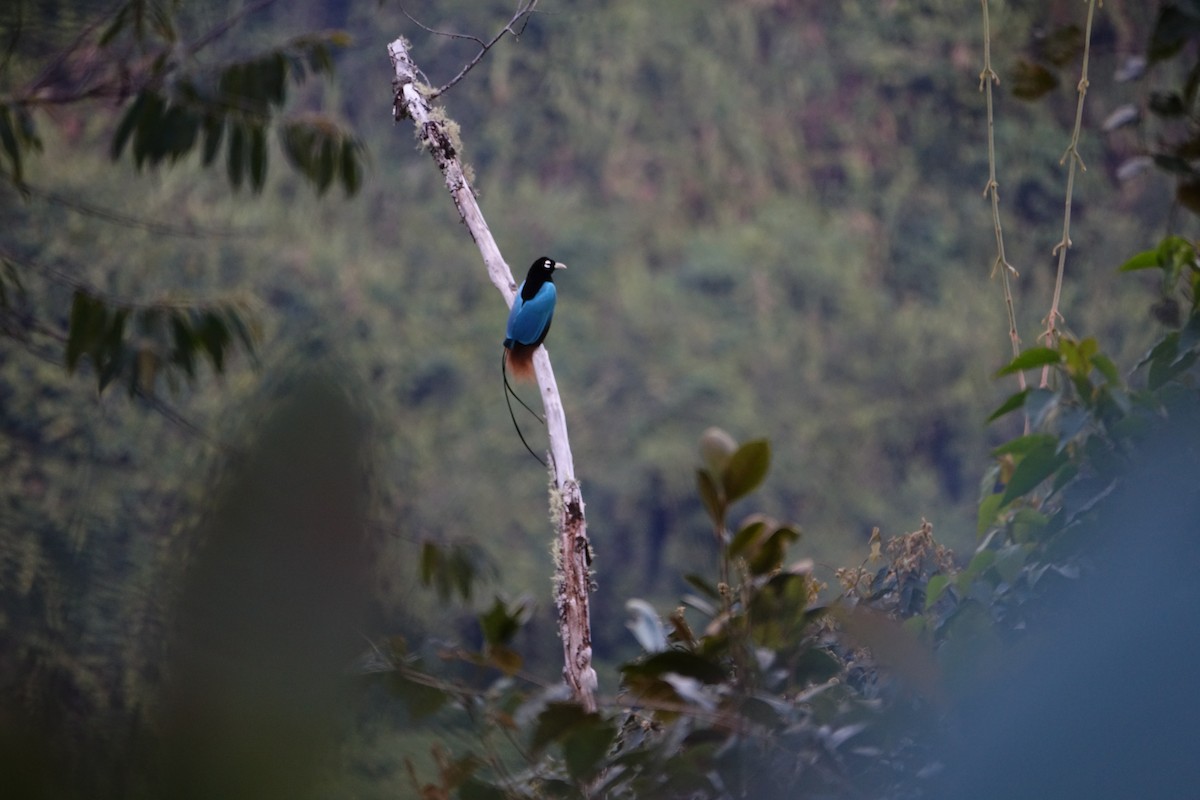 Blue Bird-of-Paradise - Craig Rasmussen