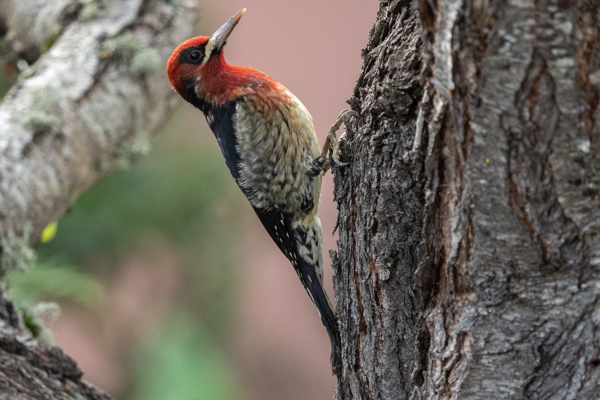Red-breasted Sapsucker - Carole Rose