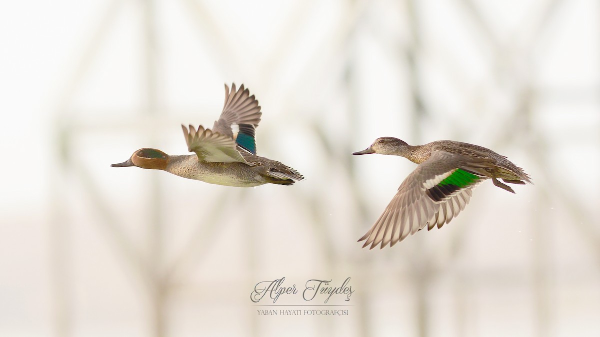 Green-winged Teal - ML39951901