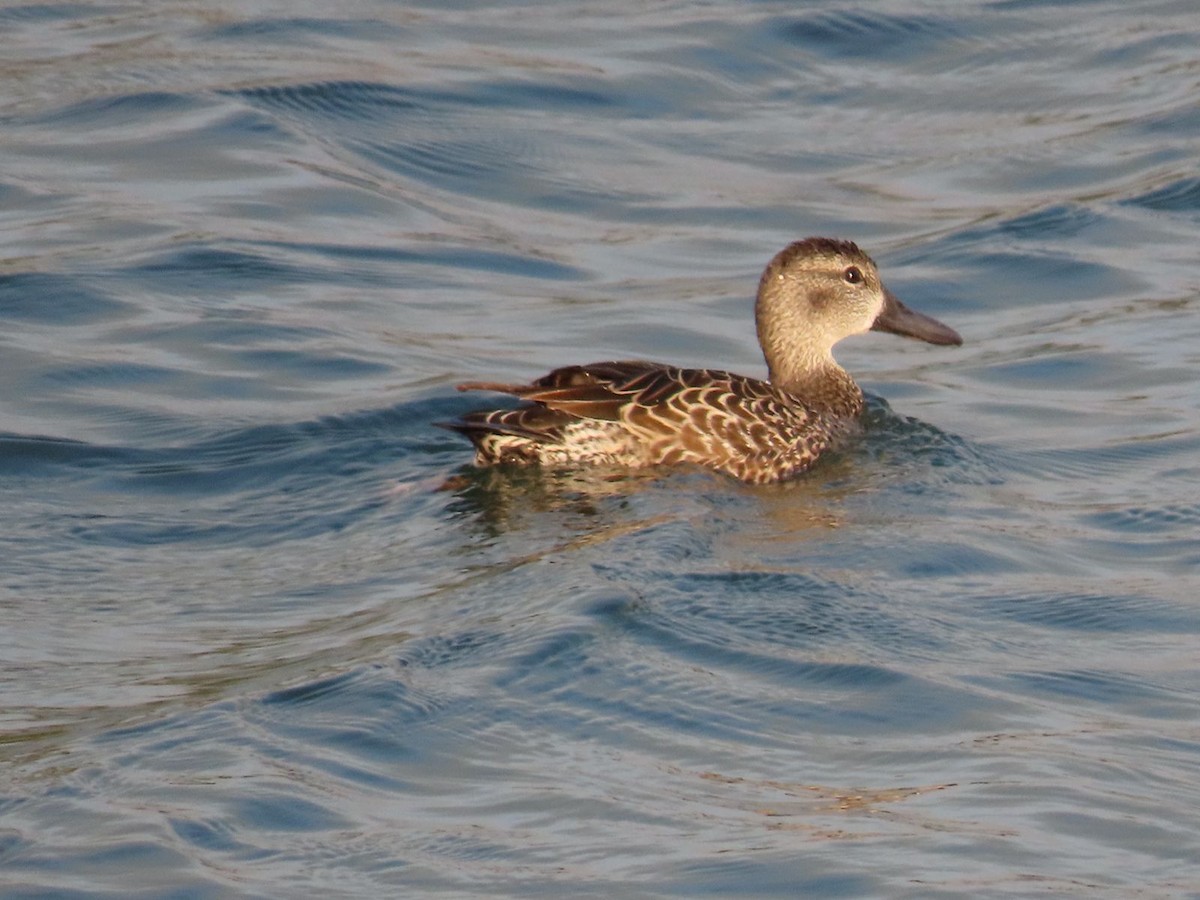 Blue-winged Teal - Héctor Cano