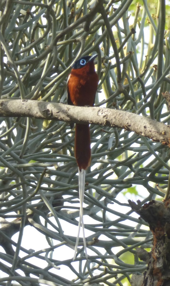 Malagasy Paradise-Flycatcher - Peter  LaBelle