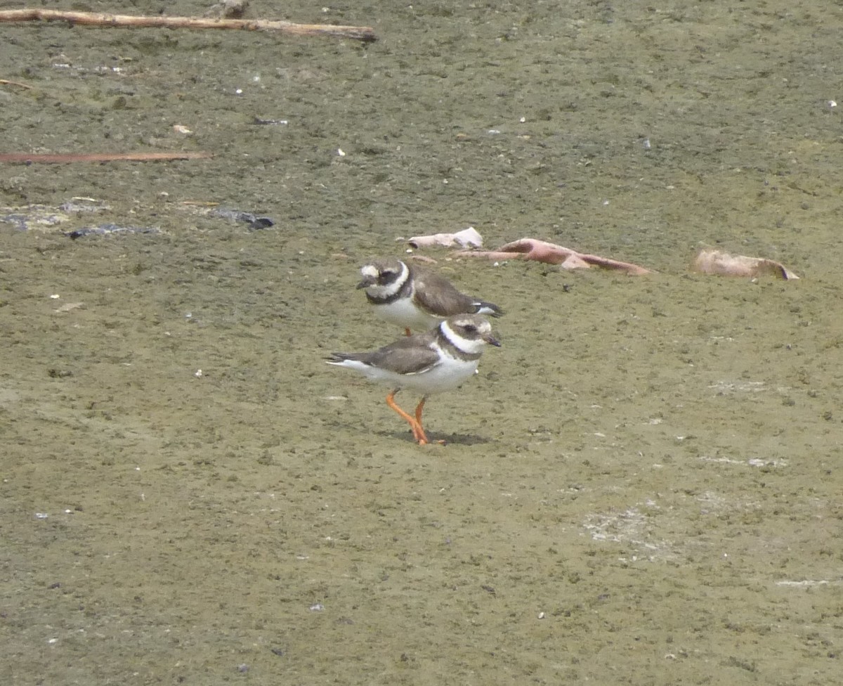 Common Ringed Plover - Peter  LaBelle