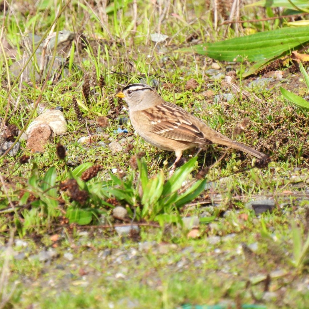White-crowned Sparrow - ML399532841