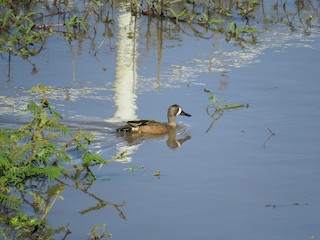 Blue-winged Teal, ML399536591