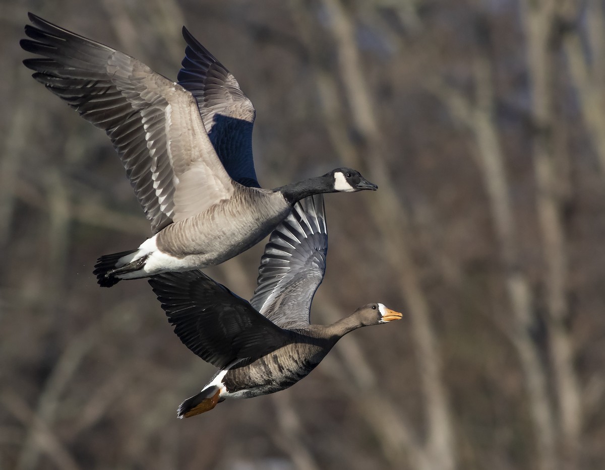 Greater White-fronted Goose - ML399537611