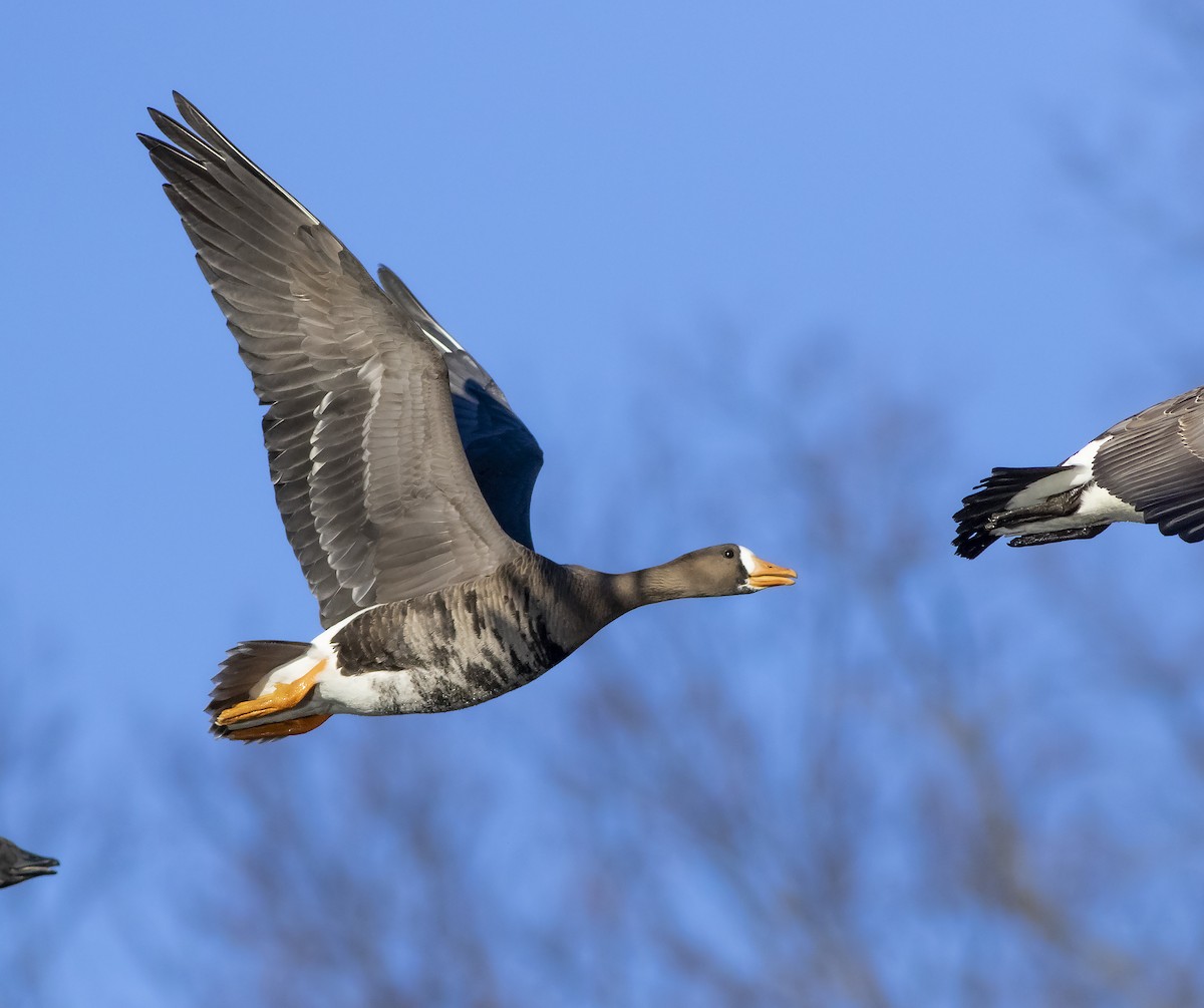 Greater White-fronted Goose - ML399537951