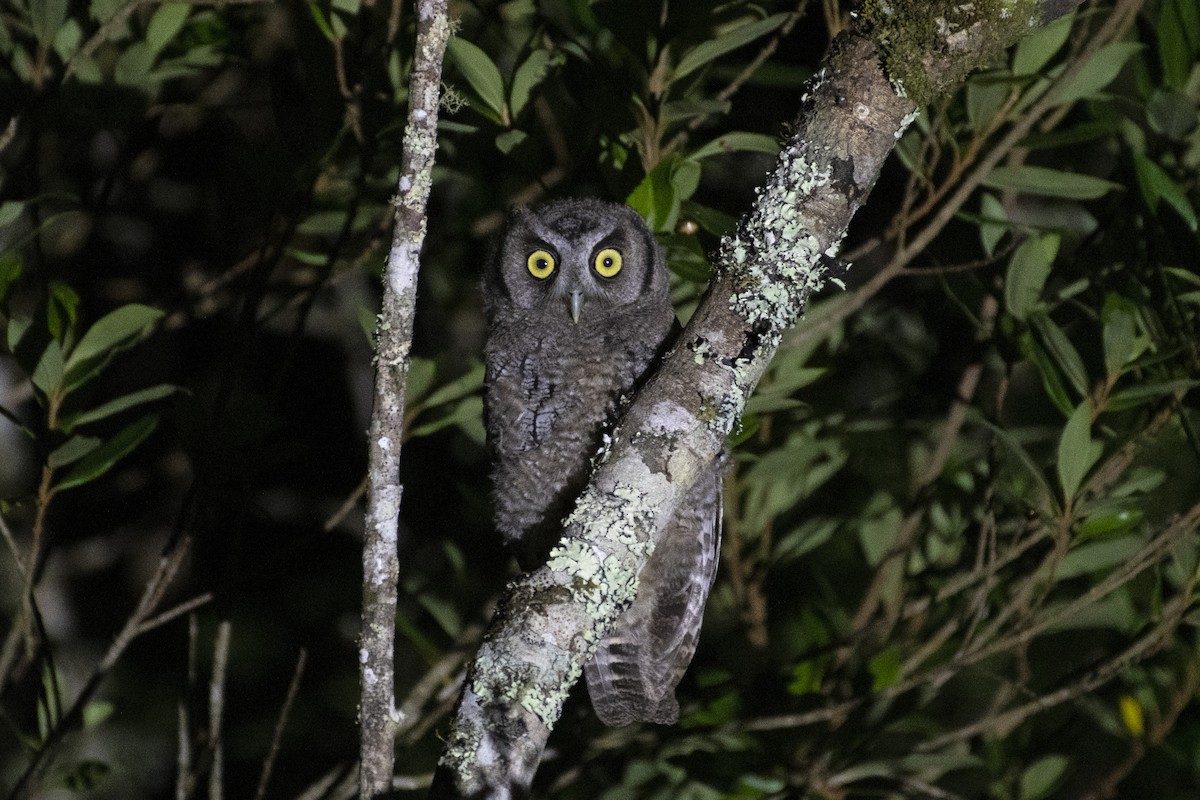 Tropical Screech-Owl - Marco Silva