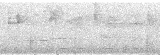 Тиранчик-довгохвіст жовточеревий - ML39955