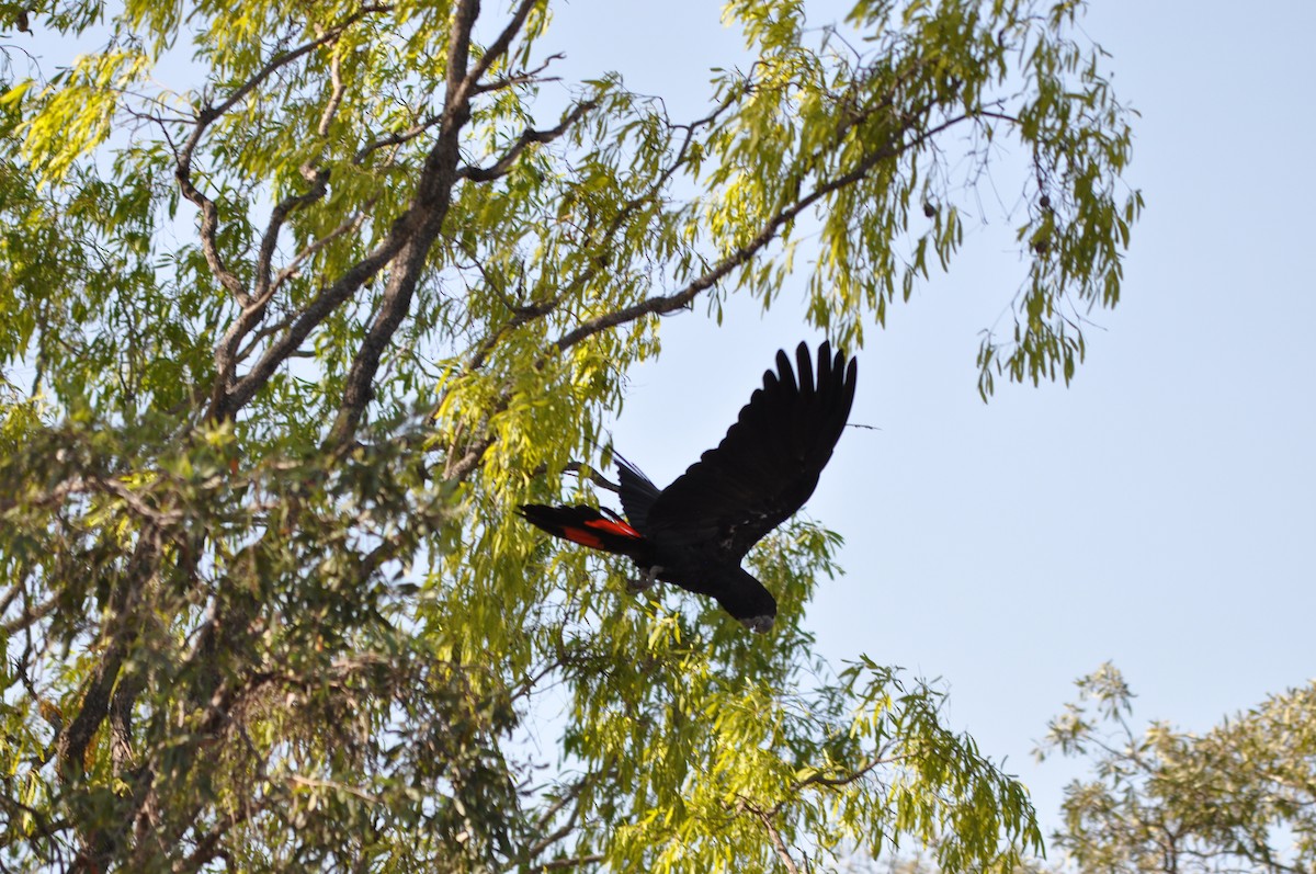 Red-tailed Black-Cockatoo - Stuart Nielsen