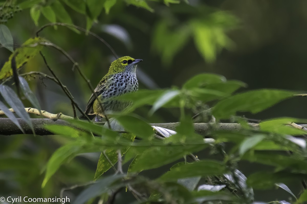 Speckled Tanager - ML399561701