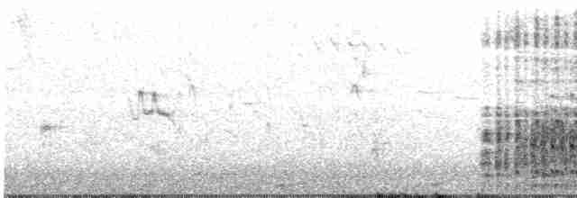 Spotless Crake - ML399567051