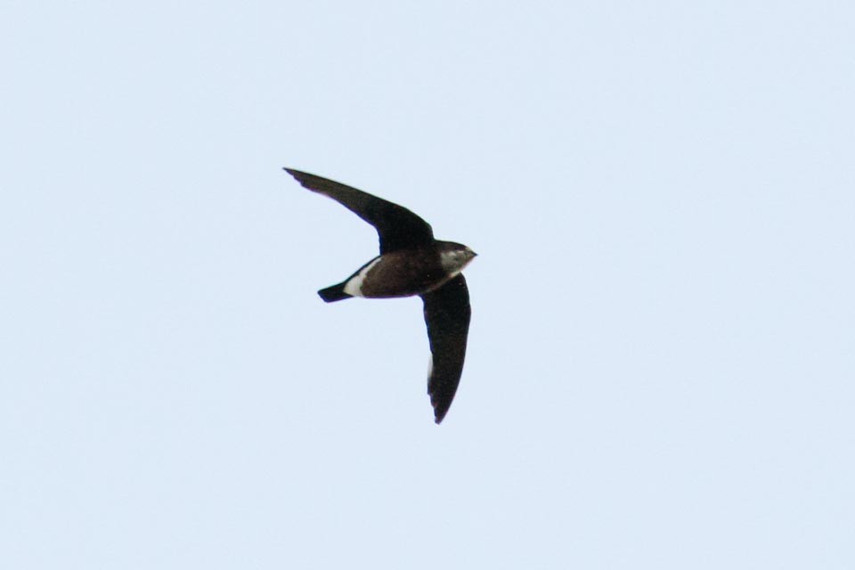 White-throated Needletail - James Kennerley