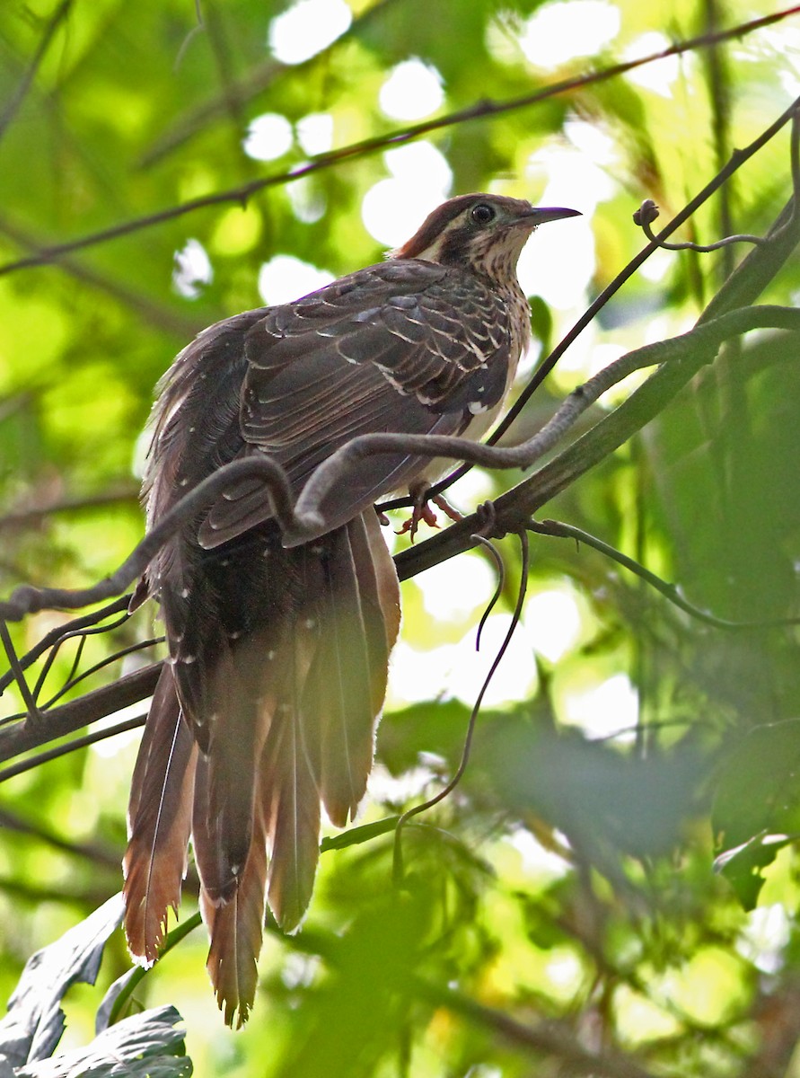 Pheasant Cuckoo - ML39957211