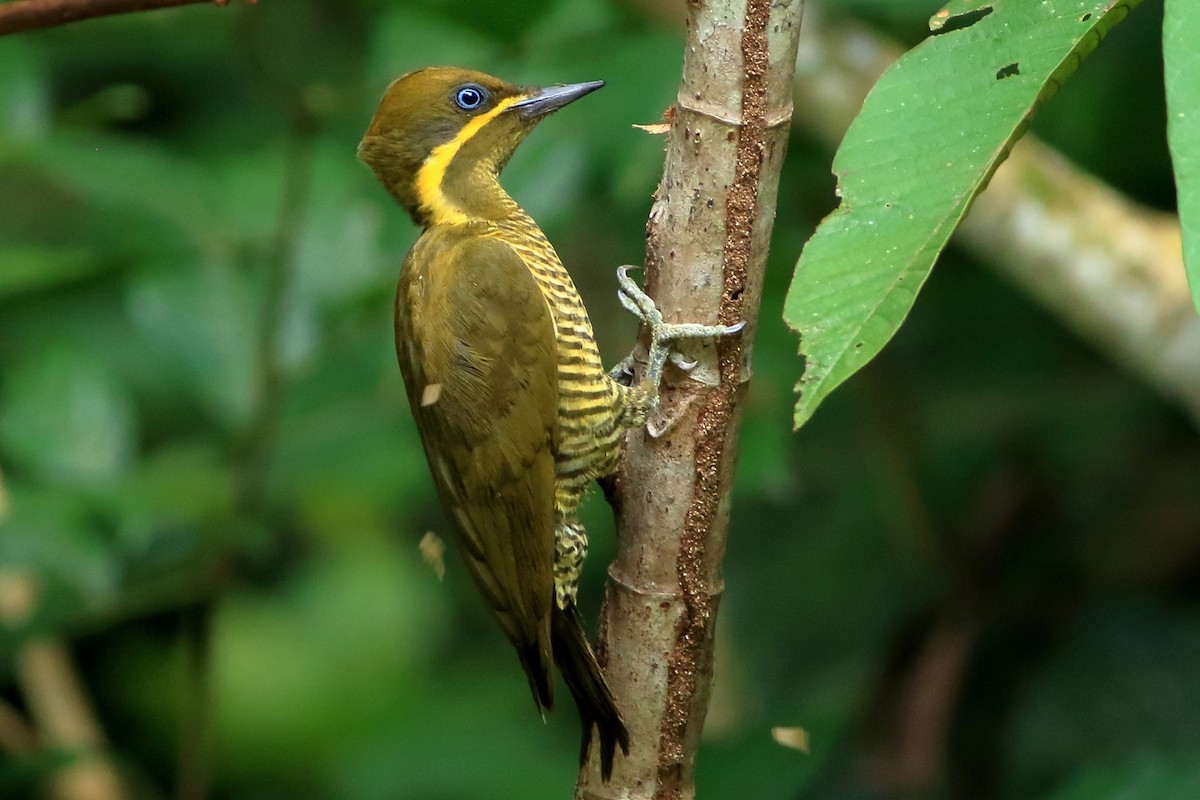 Golden-green Woodpecker - Manfred Bienert