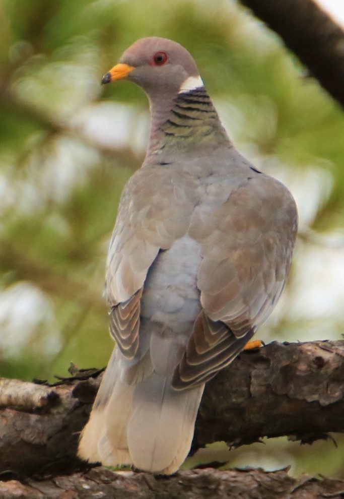 Band-tailed Pigeon - ML399584151