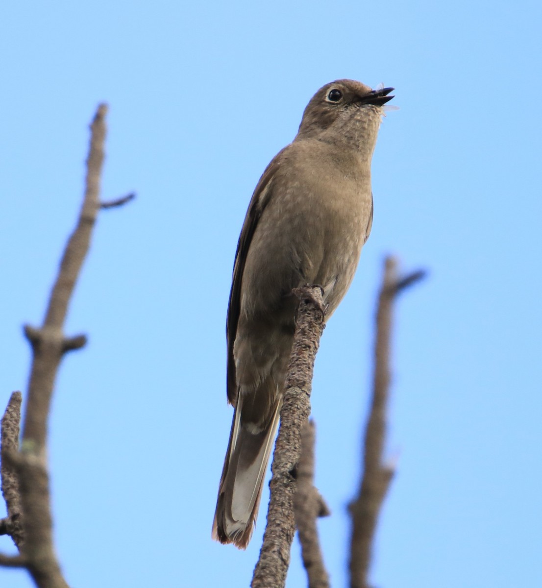 Townsend's Solitaire - ML399585501