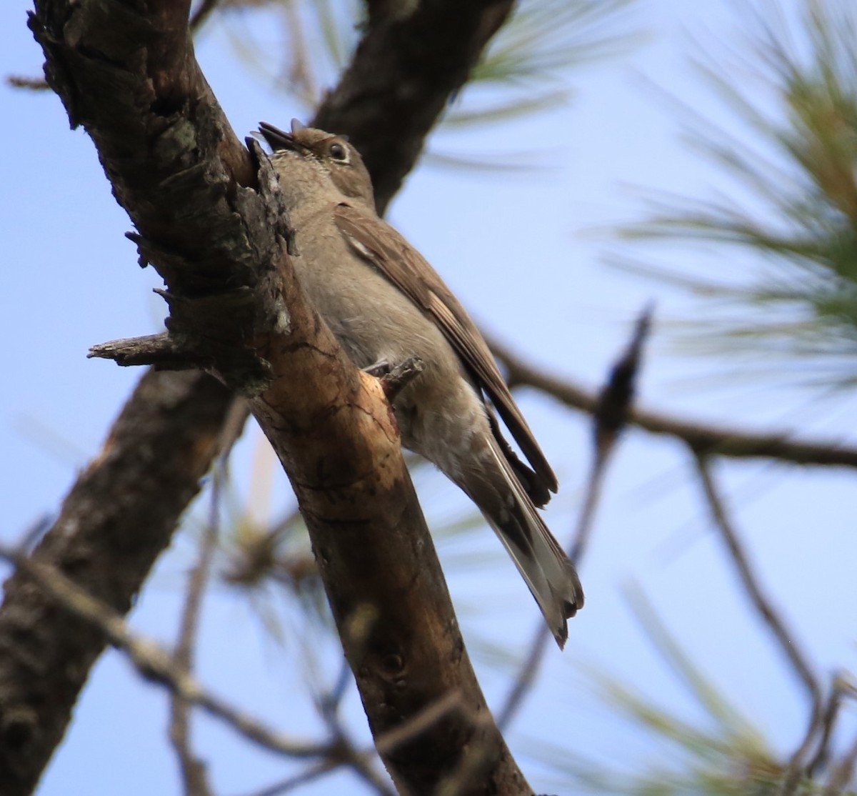 Townsend's Solitaire - ML399585771