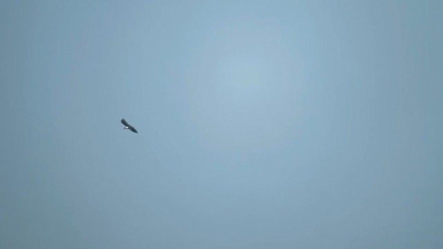 Белоплечий орлан - ML399590871