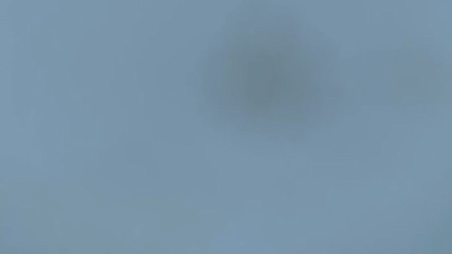 Белоплечий орлан - ML399590991