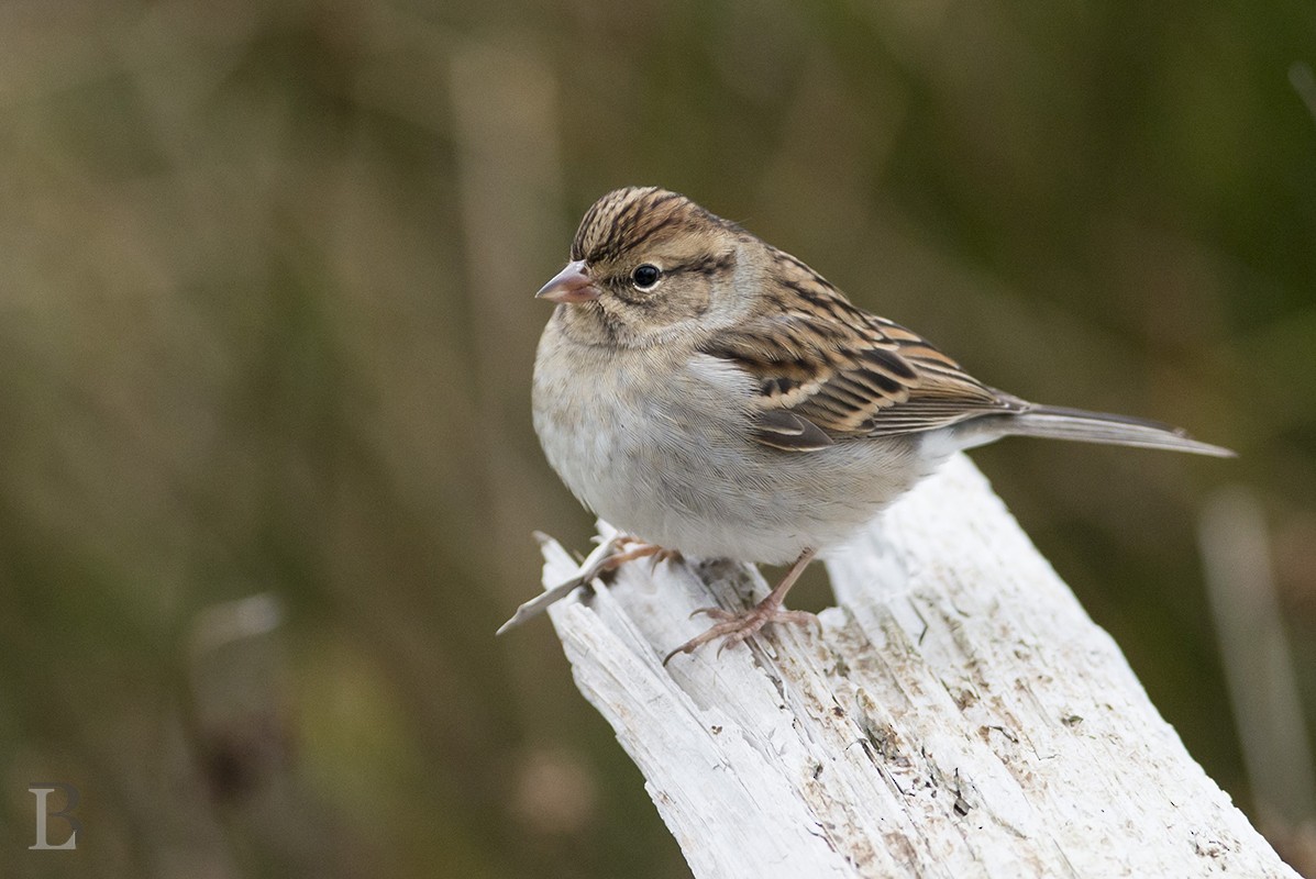 Chipping Sparrow - ML39959431