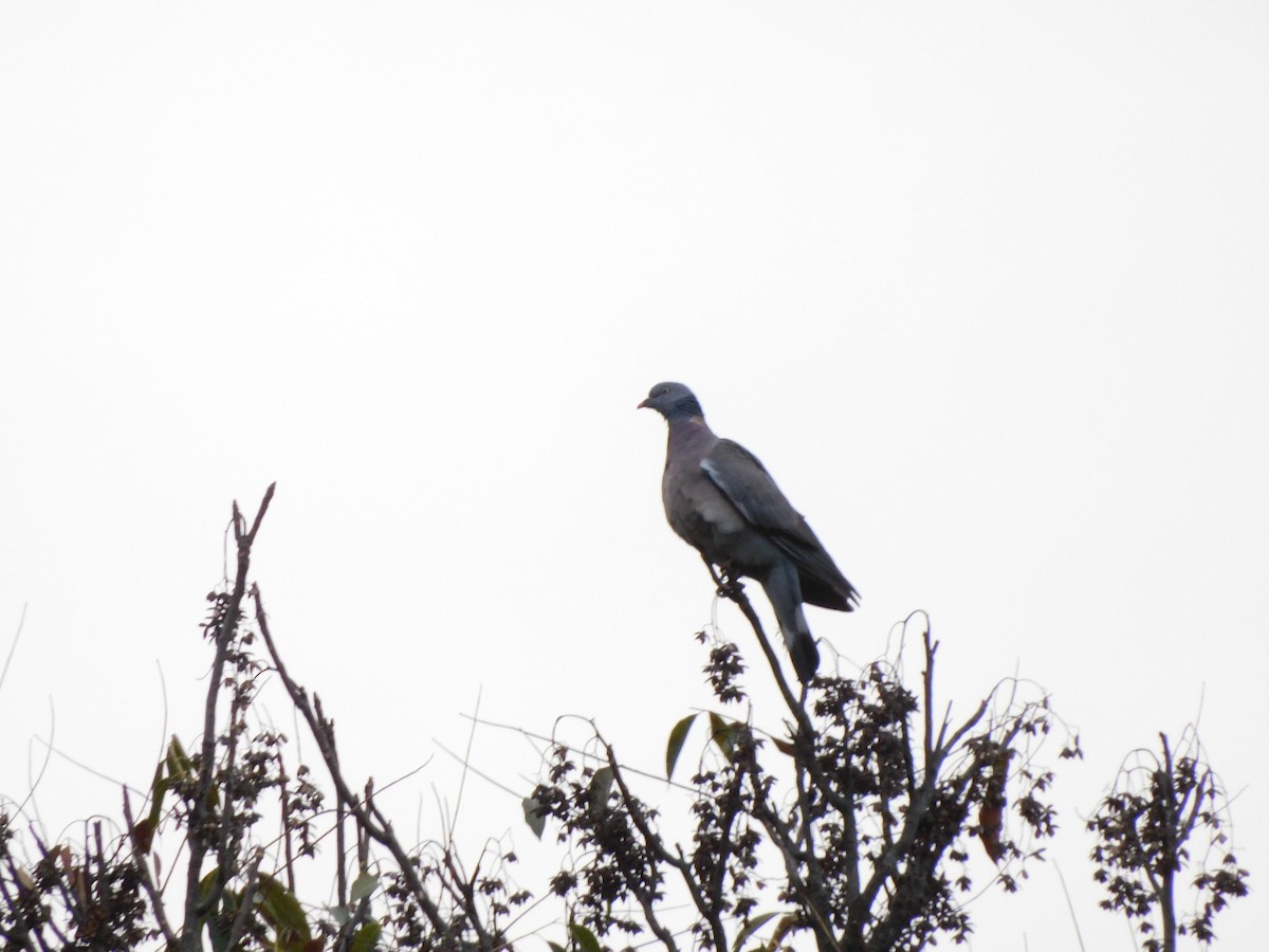 Common Wood-Pigeon - jagdish negi