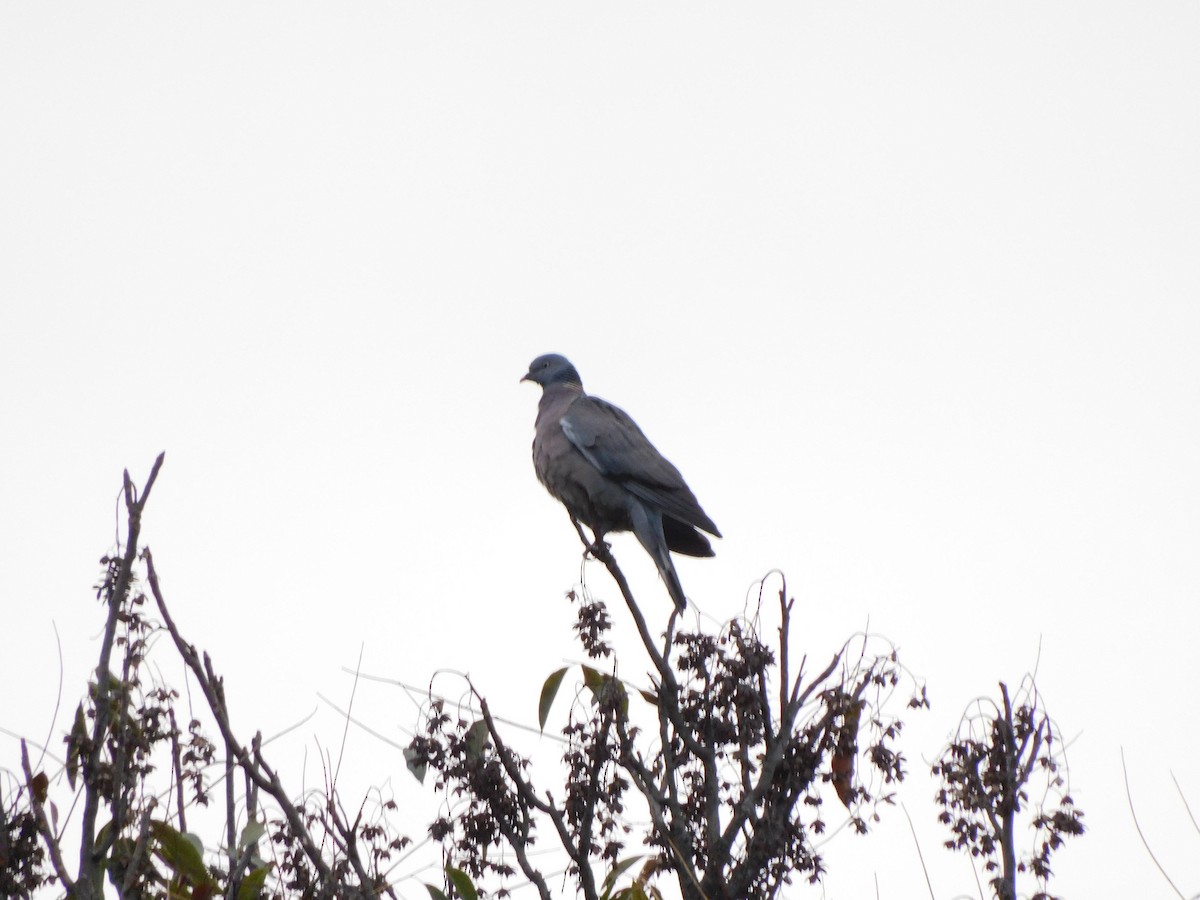 Common Wood-Pigeon - ML399594601