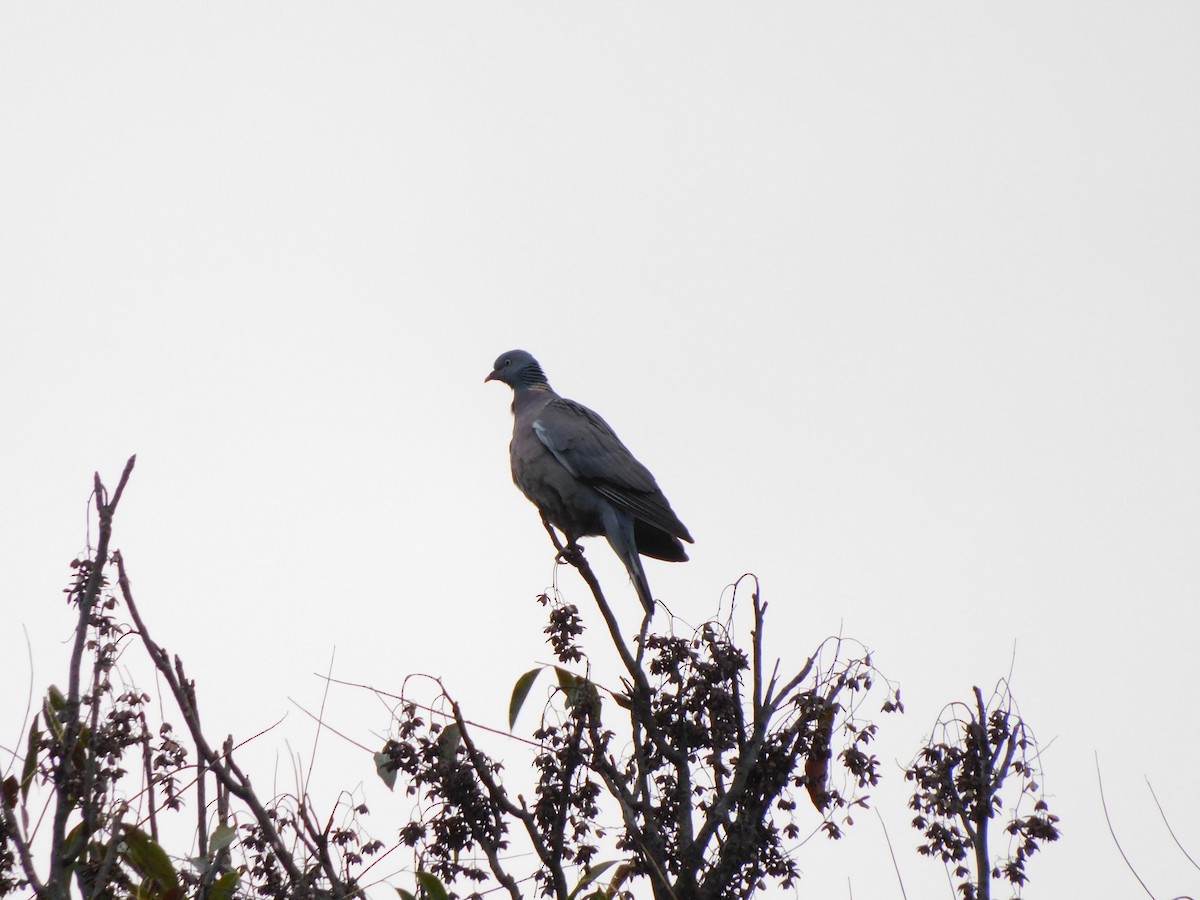 Common Wood-Pigeon - ML399595041