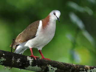  - Caribbean Dove