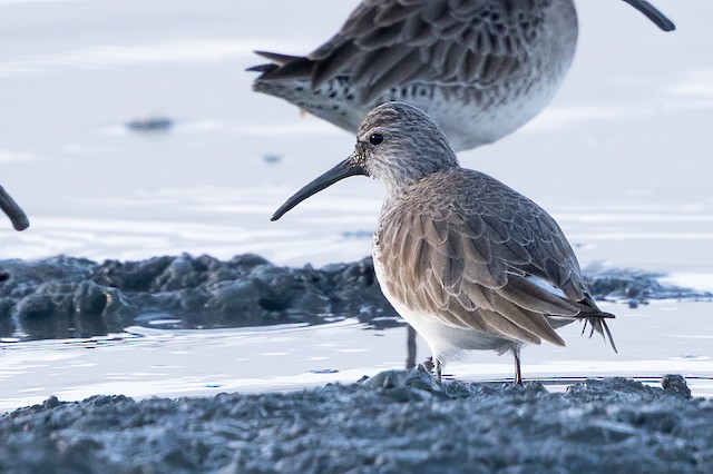Basic dorsal view. - Curlew Sandpiper - 