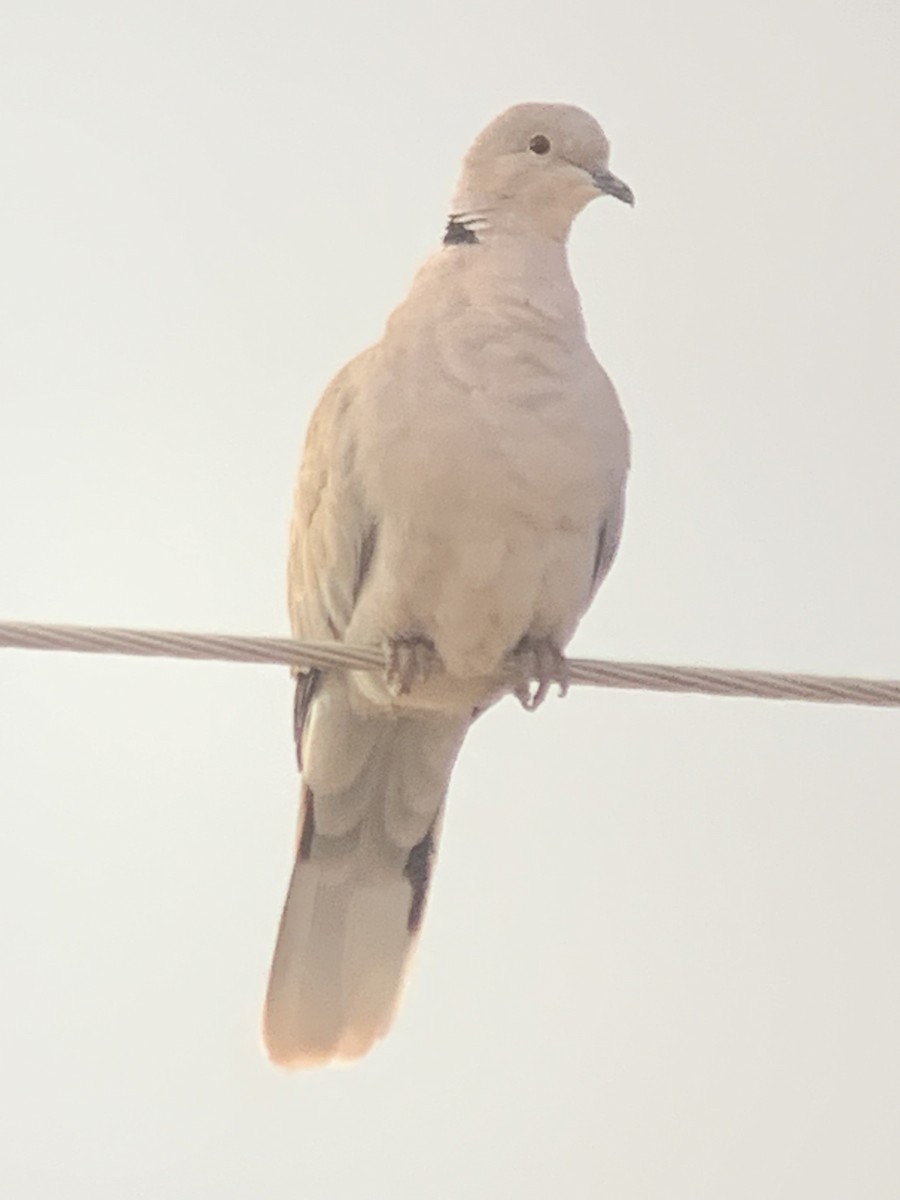 Eurasian Collared-Dove - ML399604531