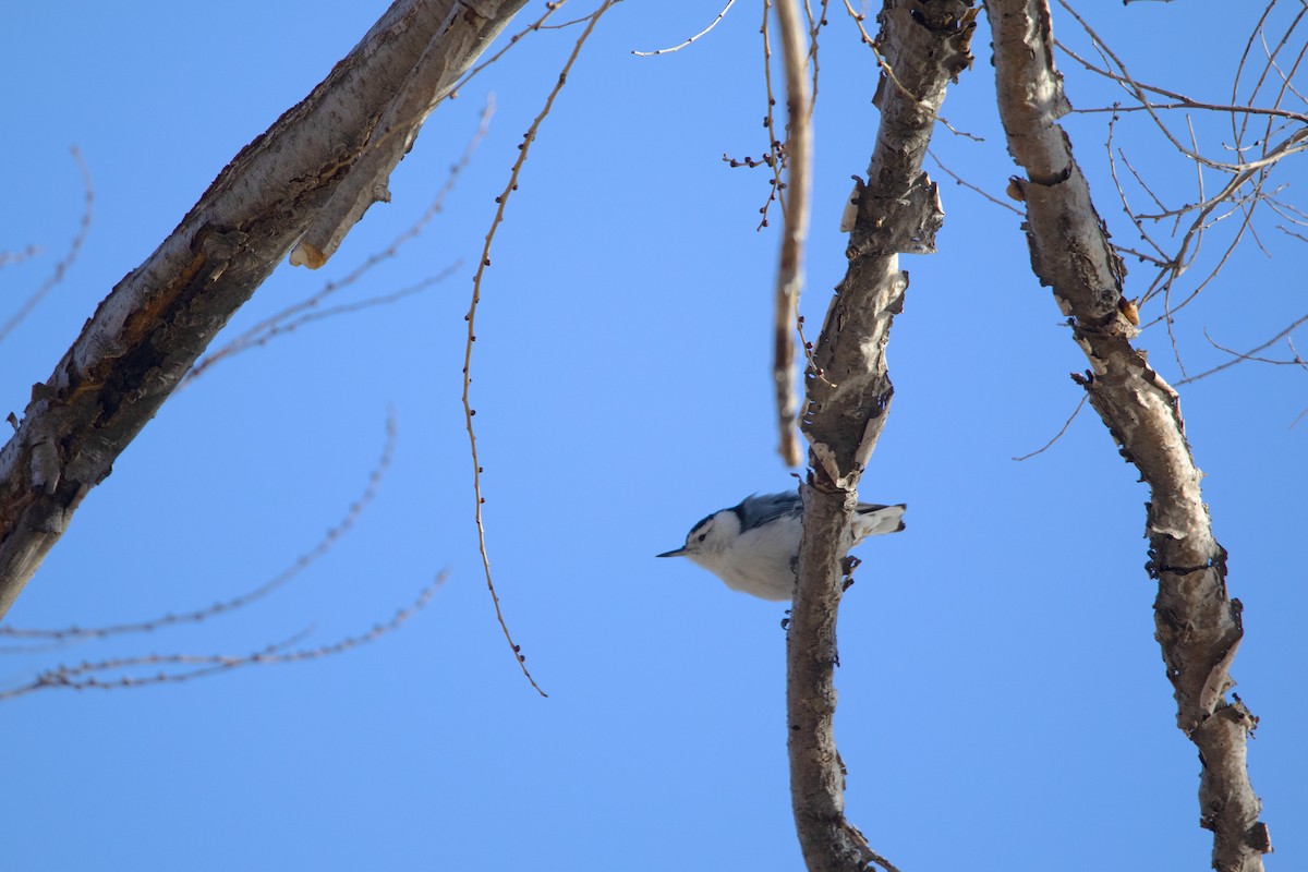 White-breasted Nuthatch - ML399604901