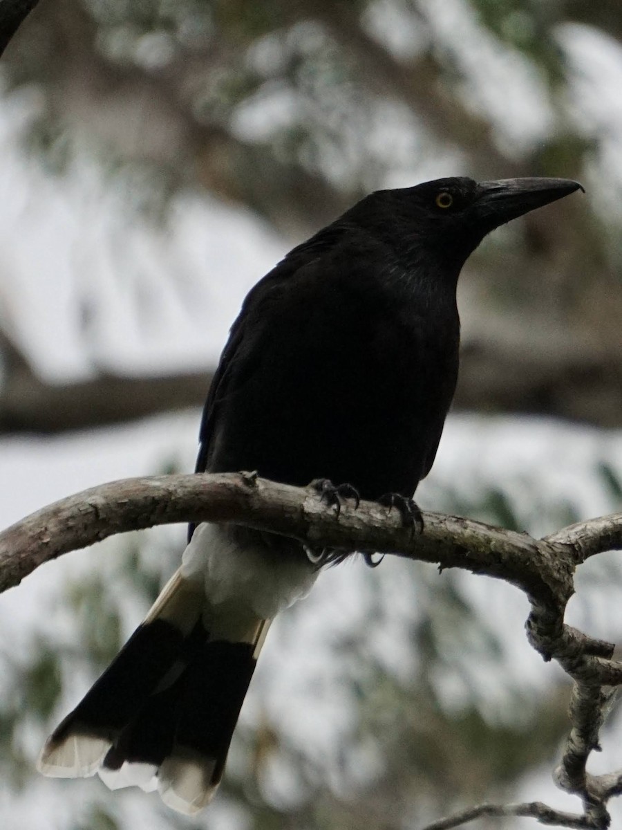 Pied Currawong - ML399607731